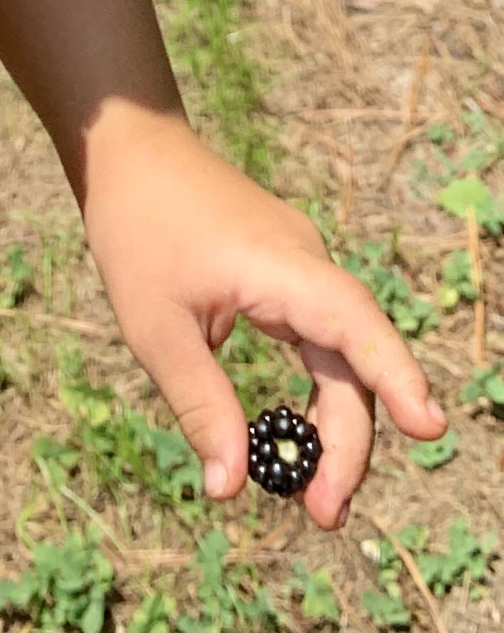 blackberries